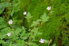 Geranium robertianum